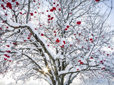 Mountain Ash Tree and Berries in Freshly Fallen Snow in Whitefish, Montana, USA