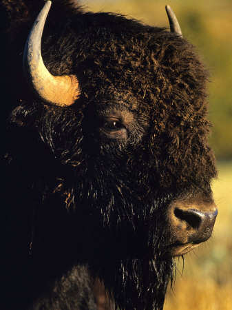 Buy Bison Bull Portrait at AllPosters.com