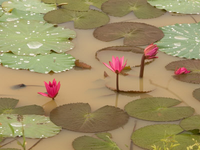 Lotus Flower, Ayuthaya, Thailand