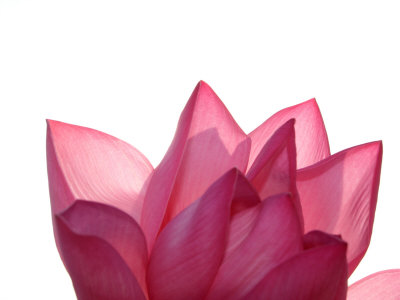 Lotus Flower in Full Bloom