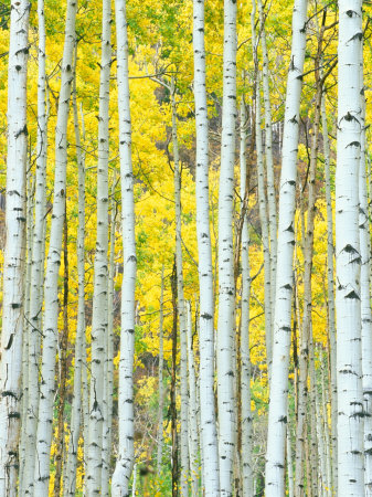 Aspen Grove, White River National Forest, Colorado, USA