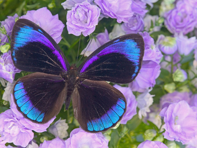Blue and Black Butterfly on Lavender Flowers, Sammamish, Washington, USA