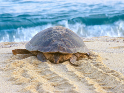 Loggerhead Turtle, Nagata, Kagoshima, Yakushima, Japan