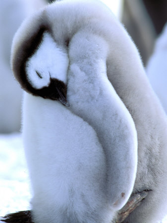 Buy Emperor Penguins, Atka Bay, Weddell Sea, Antarctic Peninsula, Antarctica at AllPosters.com