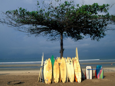 Surfboards Lean Against Lone Tree on Beach in Kuta, Bali, Indonesia
