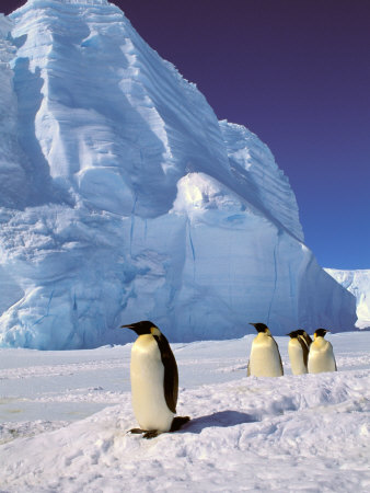 Buy Emperor Penguins, Cape Darnley, Australian Antarctic Territory, Antarctica at AllPosters.com