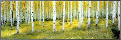 Buy Ashley National Forest at AllPosters.com