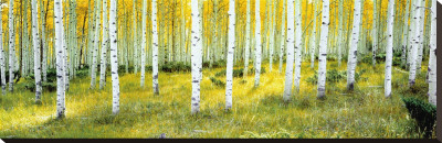 Buy Ashley National Forest at AllPosters.com