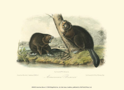 Buy American Beaver at AllPosters.com