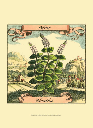 Mint