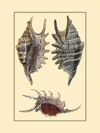 Classic Shells III