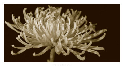 Mammoth Mums I