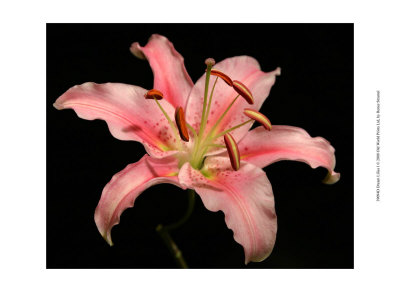 Dream Lilies I