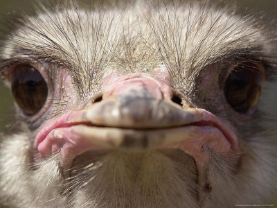 An Adult Female Ostrich at the Vina Grande Farm in Paredes De Escalona, Spain, May 21 2001