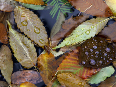 Autumn Leaves Float in a Pond at the Japanese Garden of Portland, Oregon, Tuesday, October 24, 2006