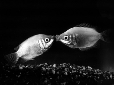 Buy Kissing Gouramis: Romeo on the Right Made a Real Catch, Soon They Will be Swimming Around Together at AllPosters.com