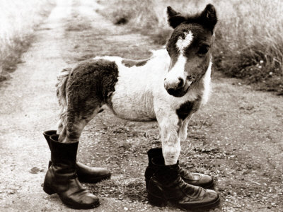Adult Horse with Giant Boots