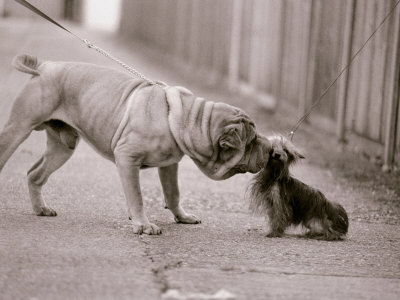 Dandelion the Chinese Shar Pei and Twiglet the Yorkshire Terrier, November 1981