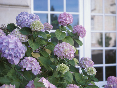 Buy Purple Hydrangea in Front of Glass Window at AllPosters.com