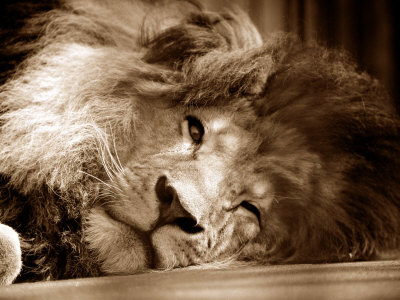 Buy Lion Sleeping at Whipsnade Zoo Asleep One Eye Open, March 1959 at AllPosters.com