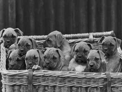 Buy Basket-Full of Boxer Puppies with Their Adorable Wrinkled Heads at AllPosters.com
