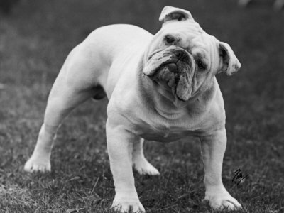Buy Bulldog at AllPosters.com
