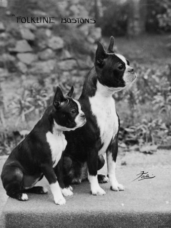 Buy Champion Courtbarton Parlour Maid Owned by Pepper at AllPosters.com