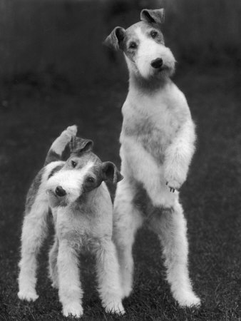 Buy Belsize Mavis and Stella of Solent Two Wire Fox Terriers at AllPosters.com