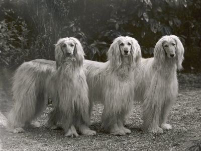 Buy Three Champion Afghans Standing Together at AllPosters.com