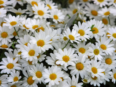 Buy Daisies at AllPosters.com