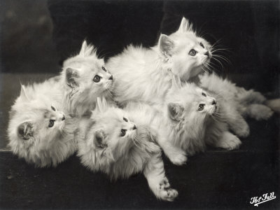 Buy Group of Five Adorable White Fluffy Chinchilla Kittens Lying in a Heap Looking up at Their Owner at AllPosters.com