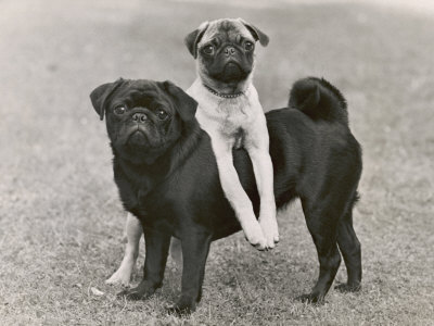 Couple of "Banchory" Pugs