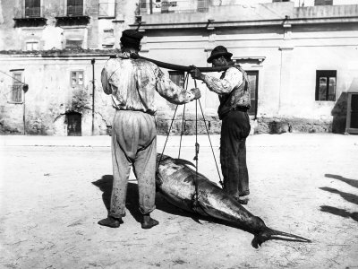 Two Men Carrying a Freshly-Caught Tuna. Palermo