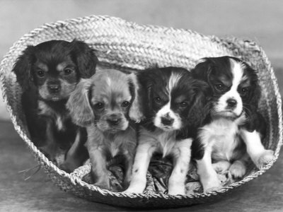 Buy These Four Cavalier King Charles Spaniel Puppies Sit Quietly in the Basket at AllPosters.com