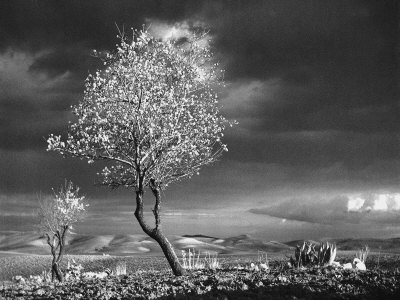 Almond Tree in Bloom in Sicily