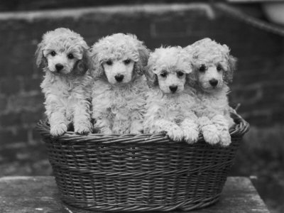 Four "Buckwheat" White Minature Poodle Puppies Standing in a Basket