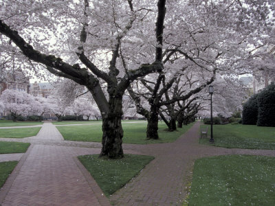 Cherry Blossoms on the University of Washington Campus, Seattle, Washington, USA