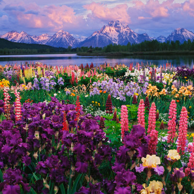Iris and Lupine Garden and Teton Range at Oxbow Bend, Wyoming, USA
