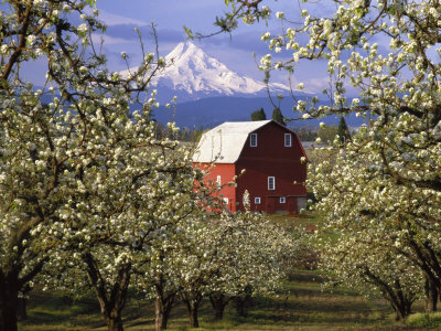 Red Barn in Pear Orchard, Mt. Hood, Hood River County, Oregon, USA