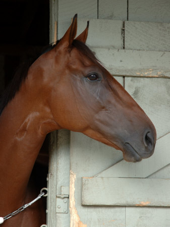 Race Horse in Barn, Saratoga Springs, New York, USA