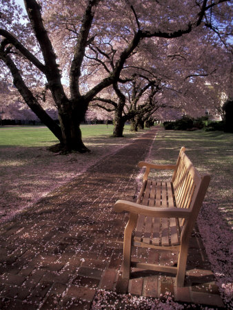 Japanese Cherry Trees at the University of Washington, Seattle, Washington, USA