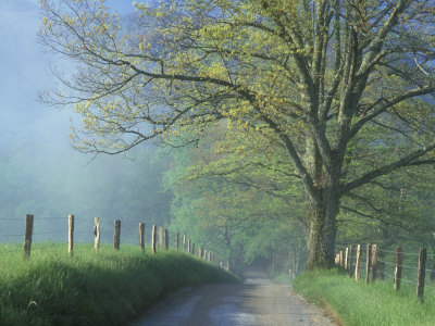 Foggy Road and Oak, Cades Cove, Great Smoky Mountains National Park, Tennessee, USA