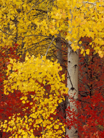 Aspen Trees with Golden Leaves, Wenatchee National Forest, Washington, USA