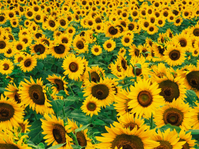Field of Sunflowers, Frankfort, Kentucky, USA - Adam  Jones
