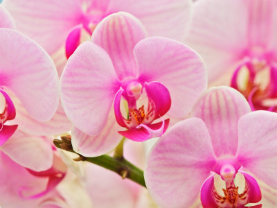 Hybrid Orchids, Selby Gardens, Sarasota, Florida, USA