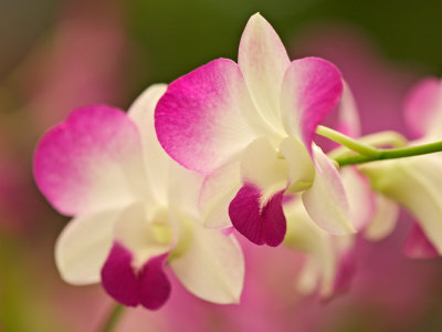 Orchids, Selby Gardens, Sarasota, Florida, USA