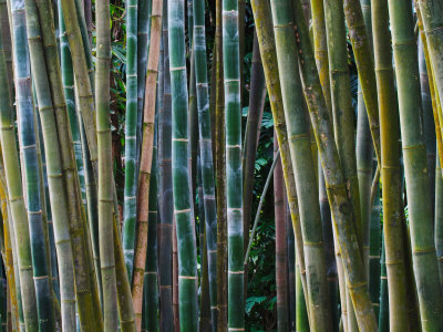 Bamboo Forest, Selby Gardens, Sarasota, Florida, USA