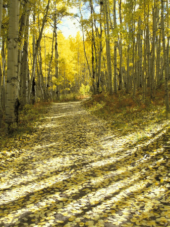 Aspen, Dirt Road, Kebler Pass, Colorado, USA
