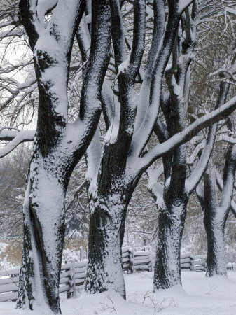 Snowy Weeping Willows, Trees and Fence, Oakland County, Michigan, USA