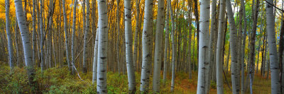 Aspen Grove, Kebler Pass, Colorado, USA